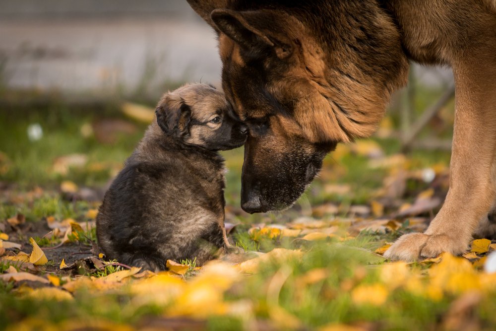 German shepherd life spam