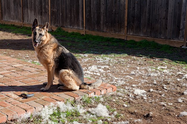 German shepherd shedding