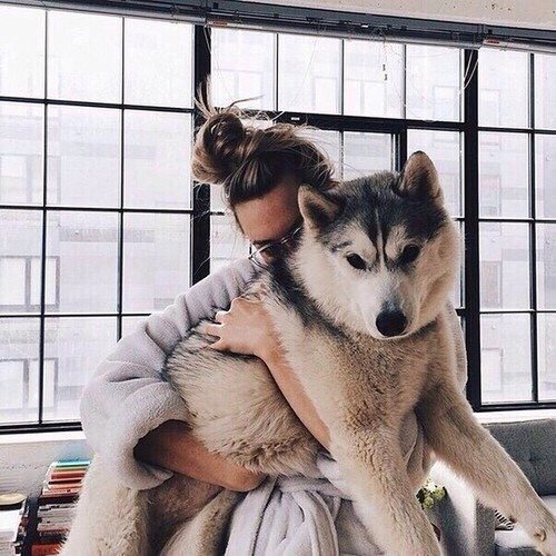 owner hugging their huskies