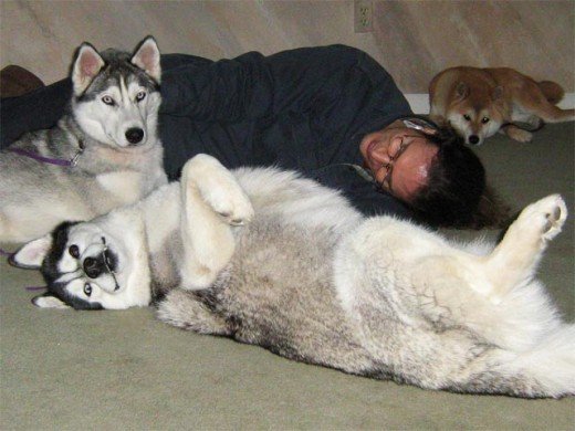 owner hugging their huskies