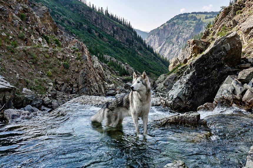 Activities Your Husky Can Do In The Mountains