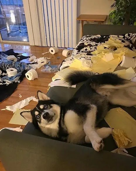 What Your Husky Is Doing While You Are Out