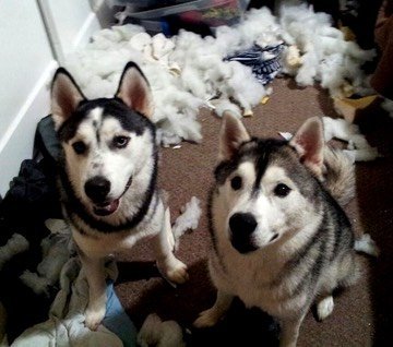 pics of guilty huskies
