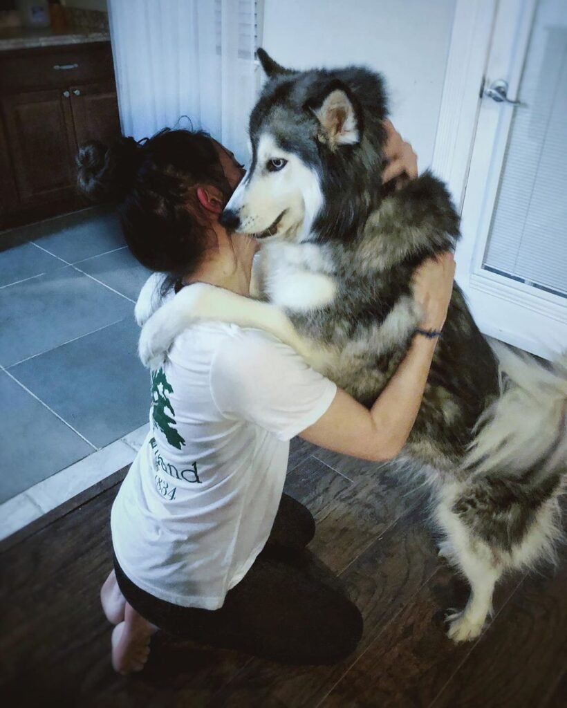 owner hugging their huskies