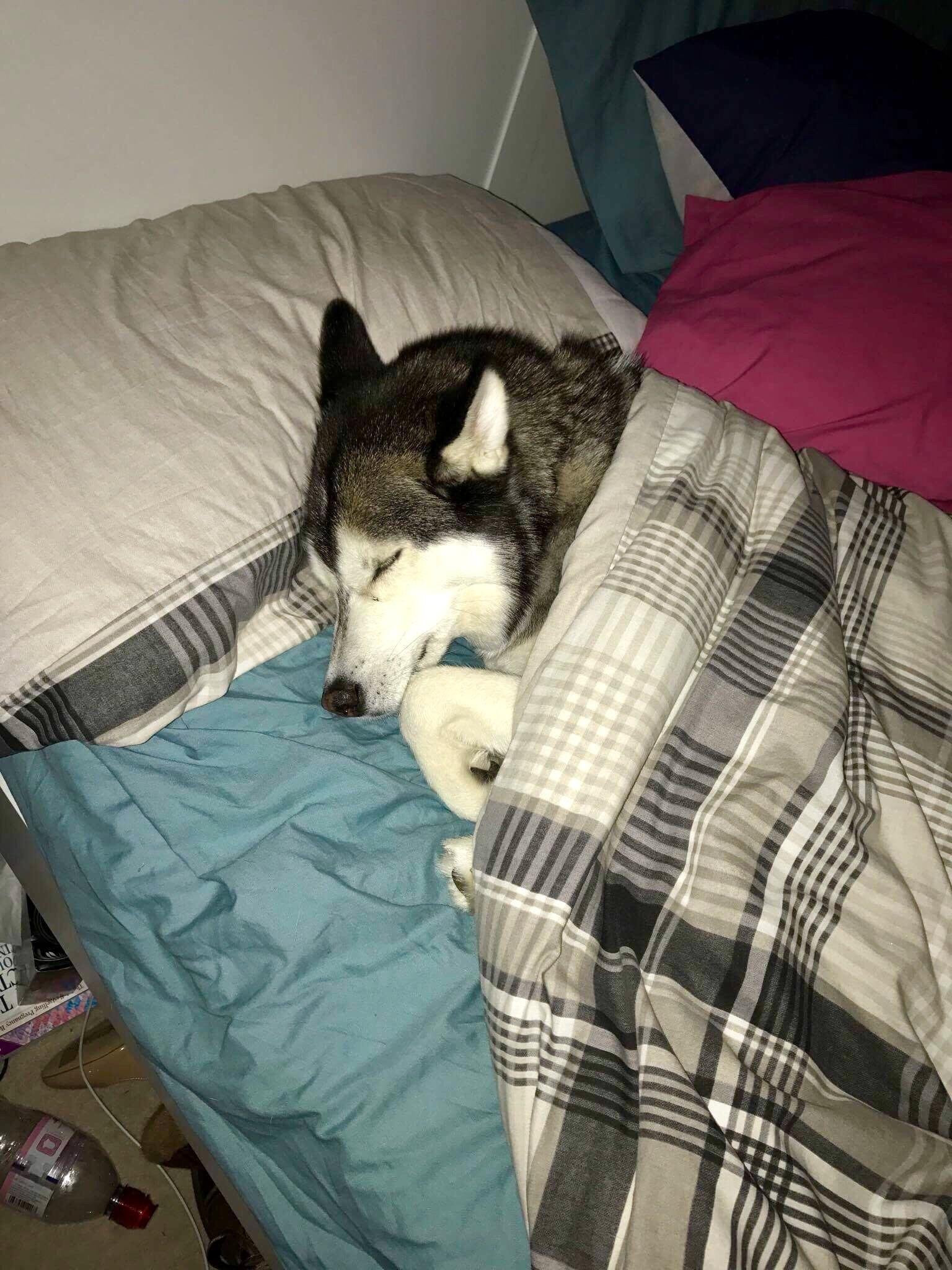 Women sleep better with Husky by their sides