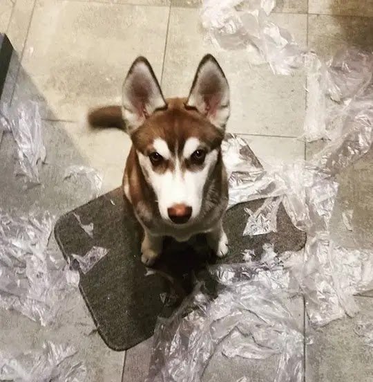 What Your Husky Is Doing While You Are Out