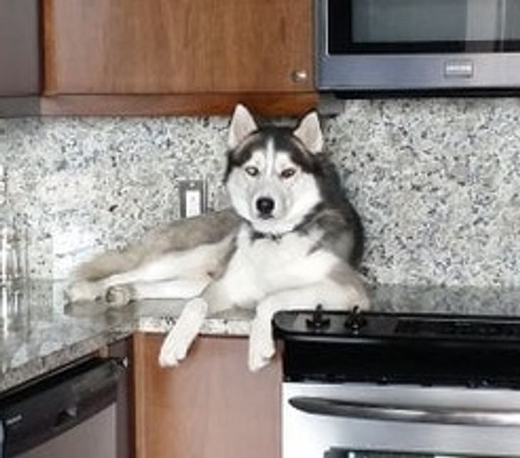 pics of guilty huskies