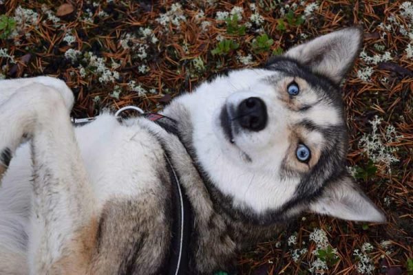 huskies best hiking buddies 