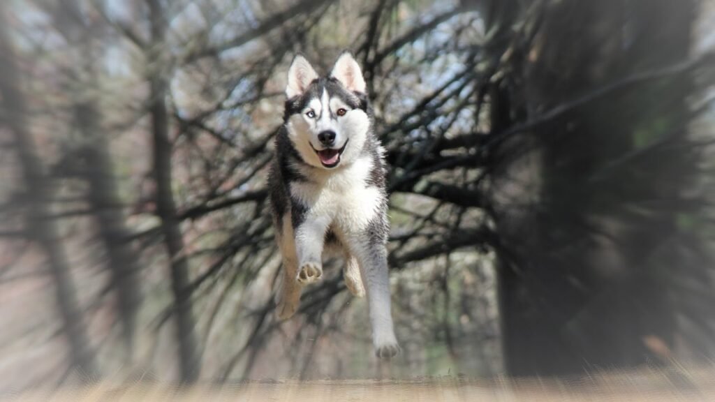 huskies best hiking buddies 