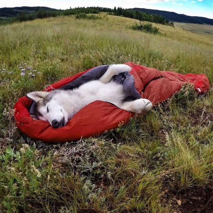 Activities Your Husky Can Do In The Mountains