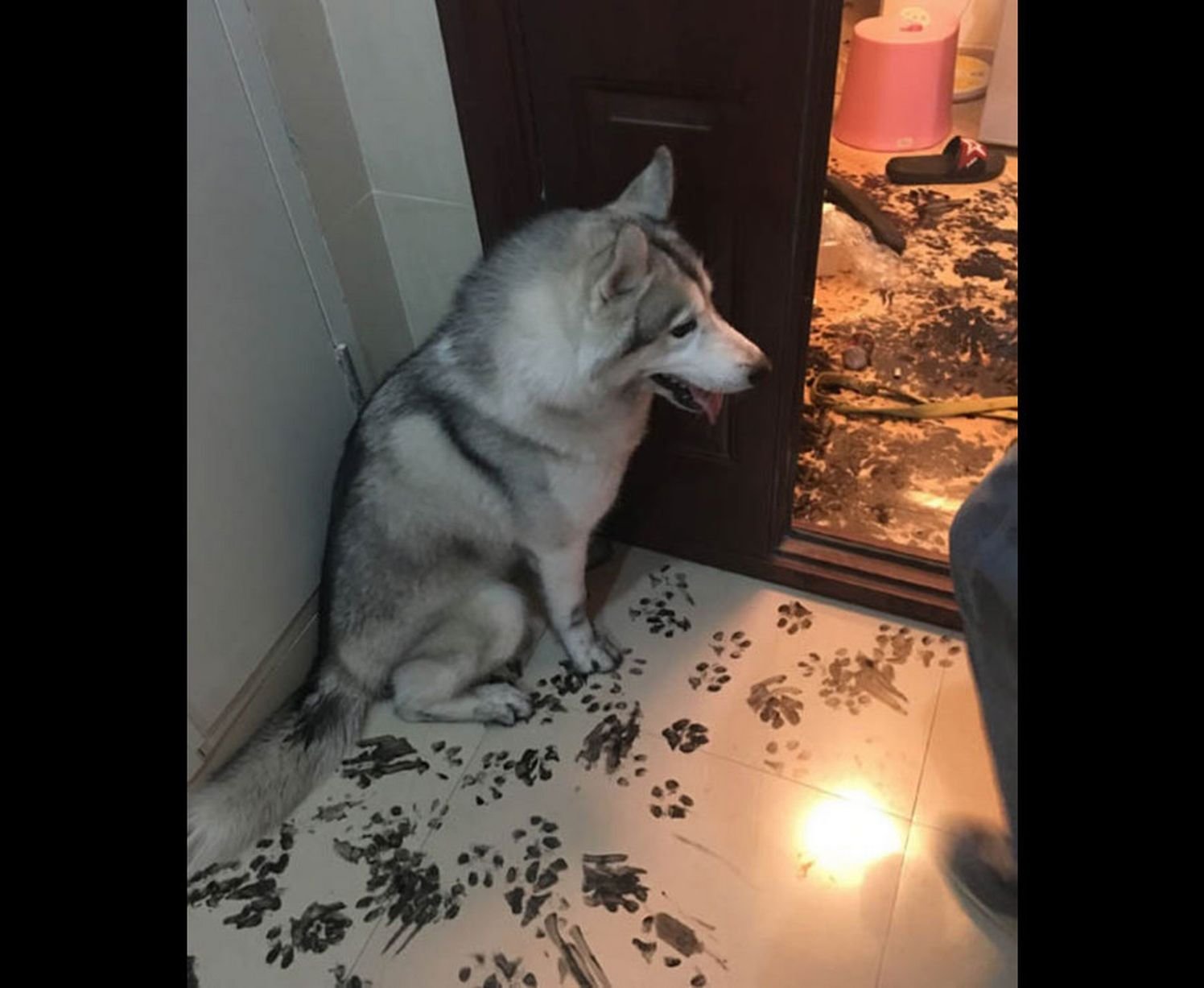 pics of guilty huskies