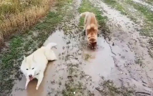 Huskies doing husky things  