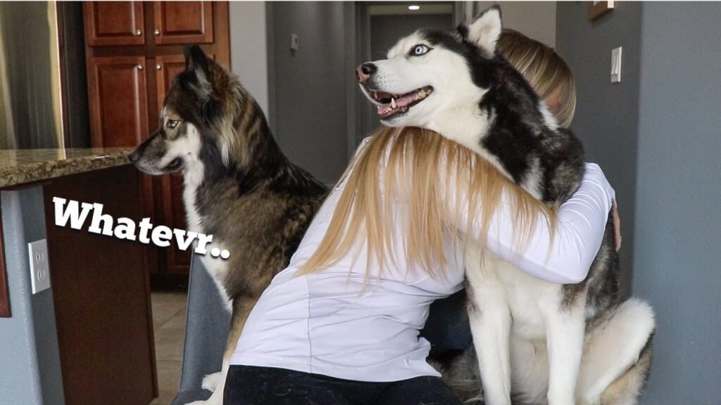 owner hugging their huskies