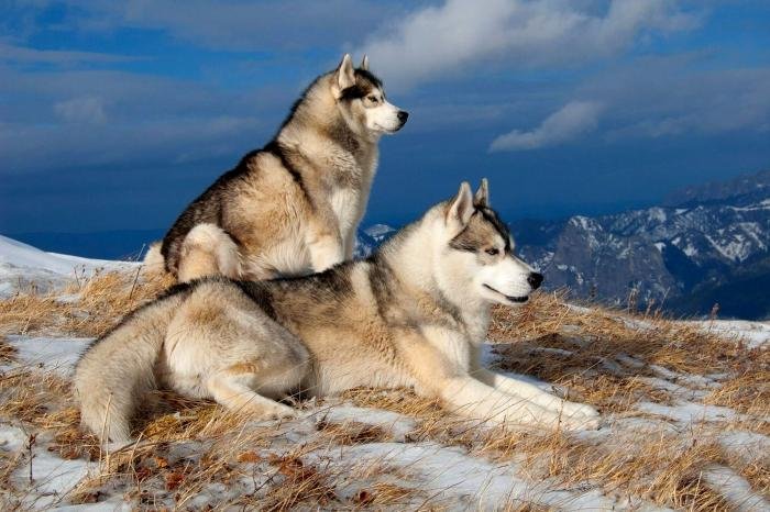 huskies best hiking buddies 