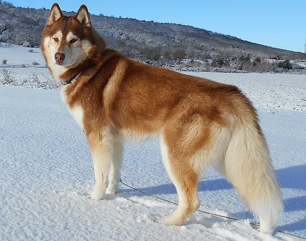 Male And Females Siberian Huskies