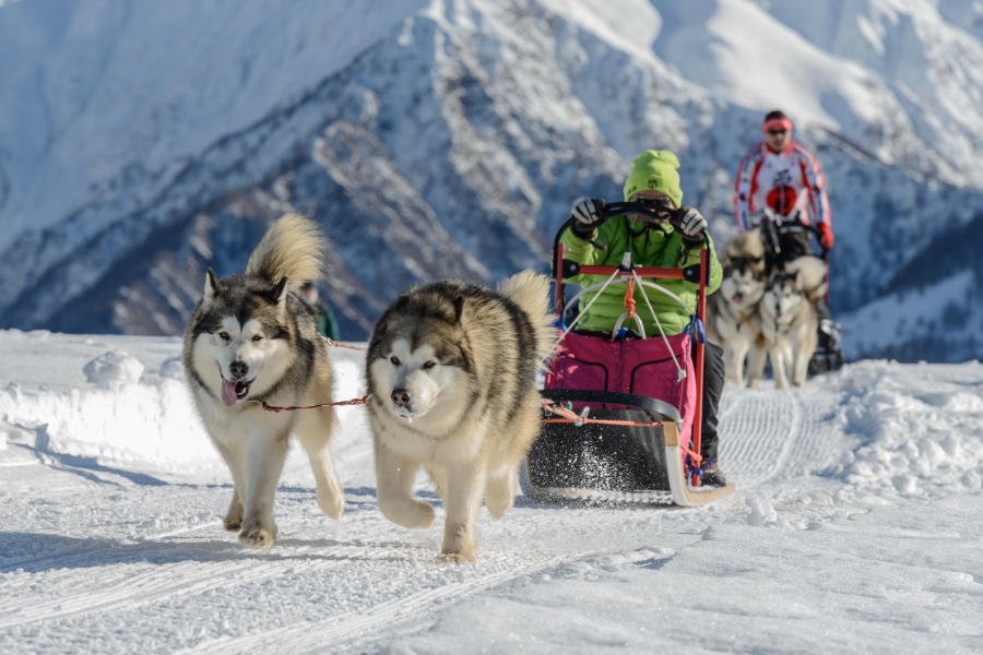 The Difference Between Alaskan Malamute And German Shepherd