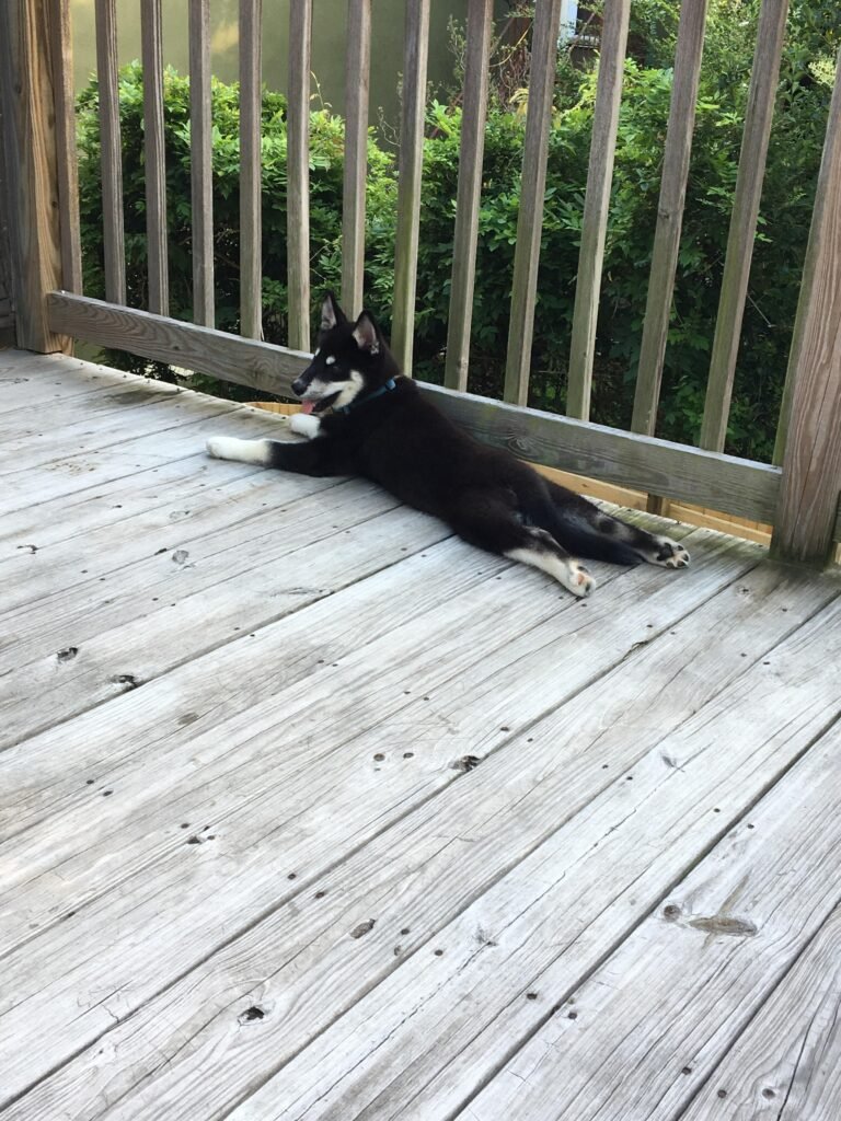 Huskies enjoying the balcony view