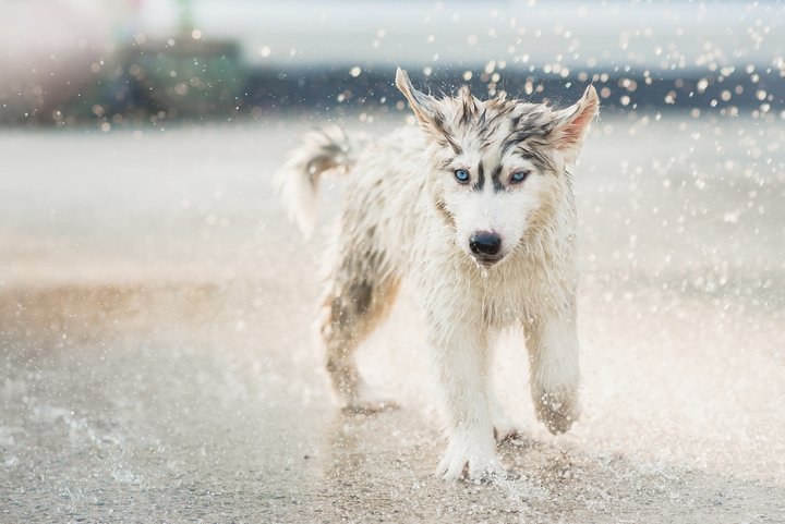 Best Qualities Of The Siberian Husky 