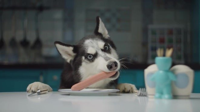 10 Epic Pics Of Sneaky Dogs Stealing Food