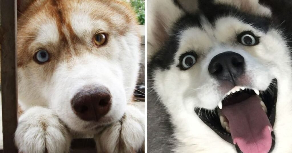 12 Most Difficult Emotions All Huskies Go Through That Their Owners Must Never Forget