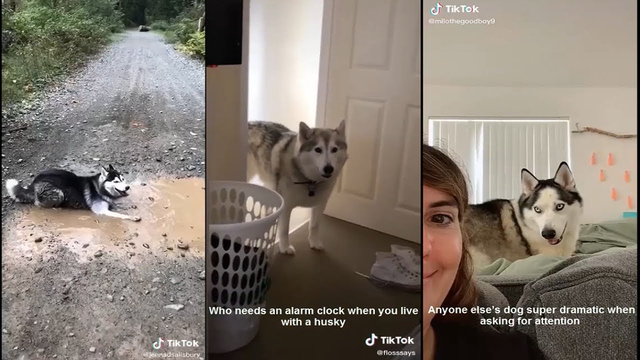 15 Signs You’re A Crazy Husky Person