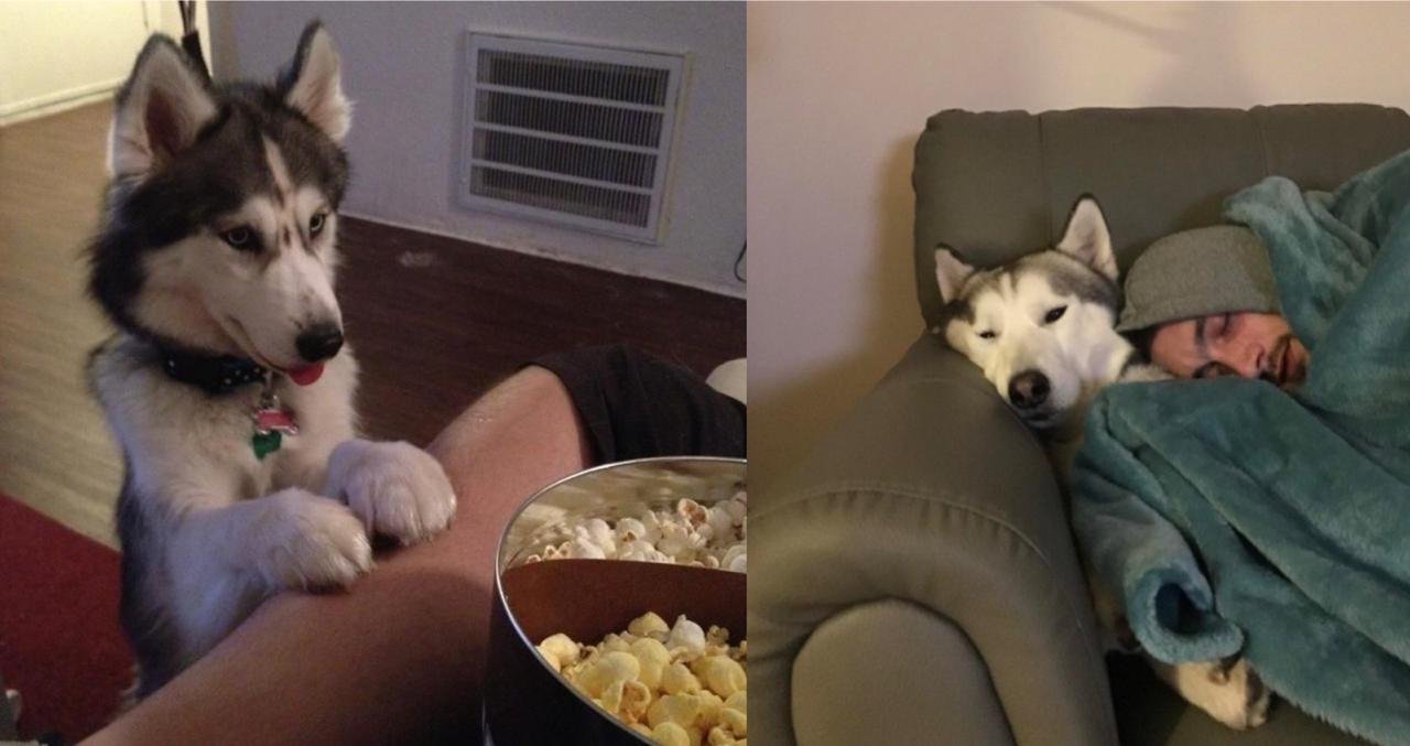 Adorable Signs That Show Your Husky Sees You As His Pack Leader