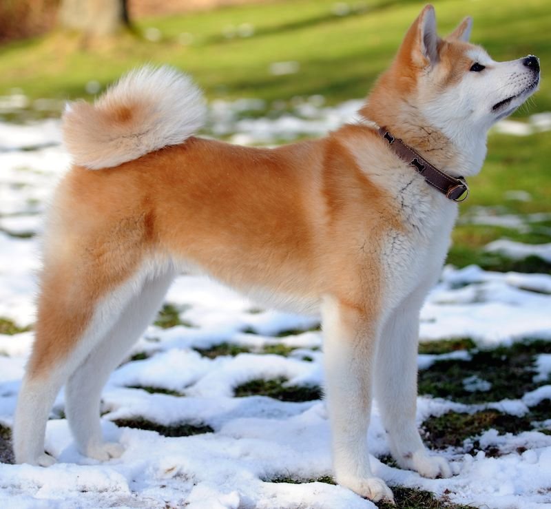 Akita working dog