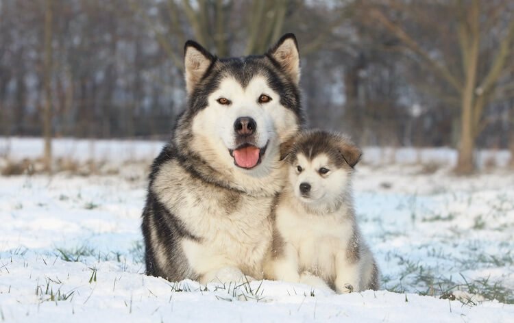 Life spam of Alaskan Malamute