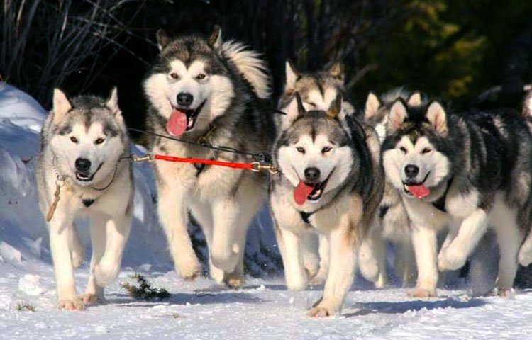 Alaskan malamute working dogs
