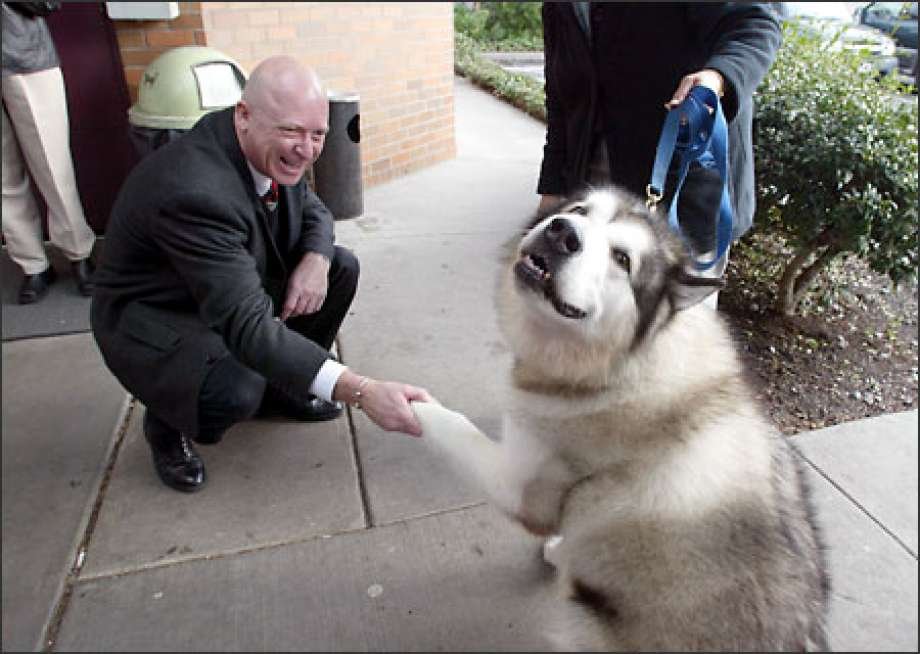 Alaskan malamute cheerful dog