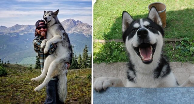 Be thankful for having a husky in your life