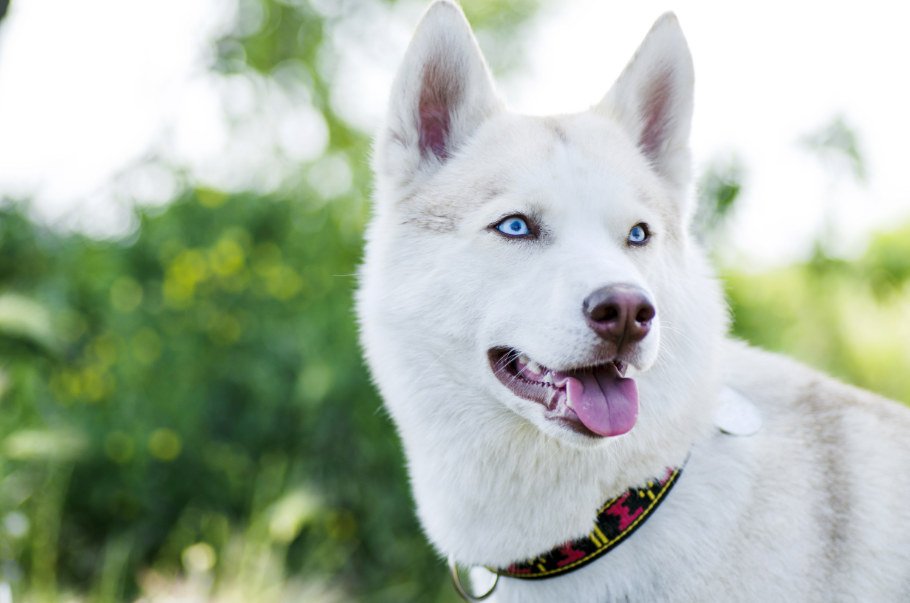 Breeds With Blue Eyes