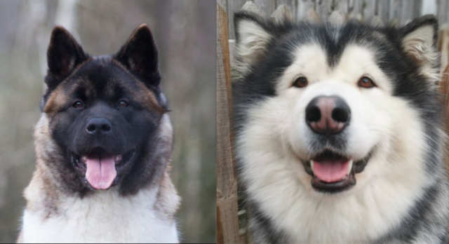 What's The Difference Between Alaskan Malamute And Akita