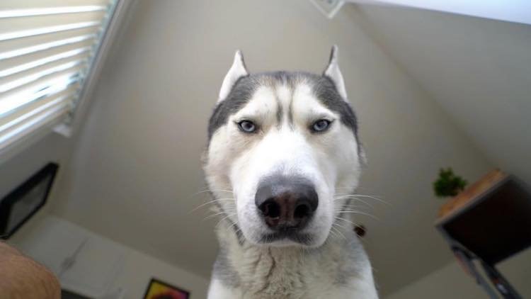 Different Ways Your Husky Stares At You