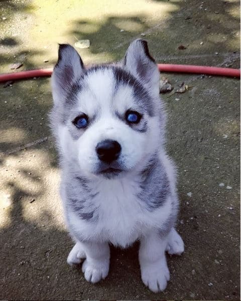 Different Ways Your Husky Stares At You