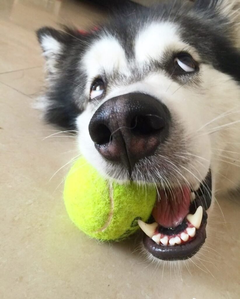 Different Ways Your Husky Stares At You