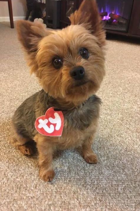 Dog Costumes For Halloween