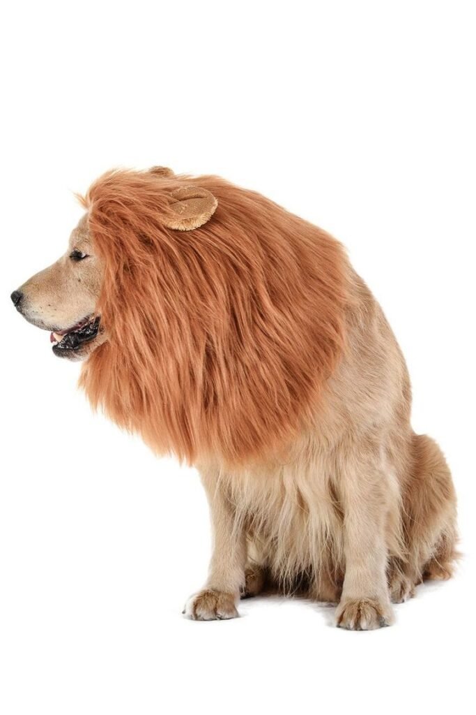 lion dog costume