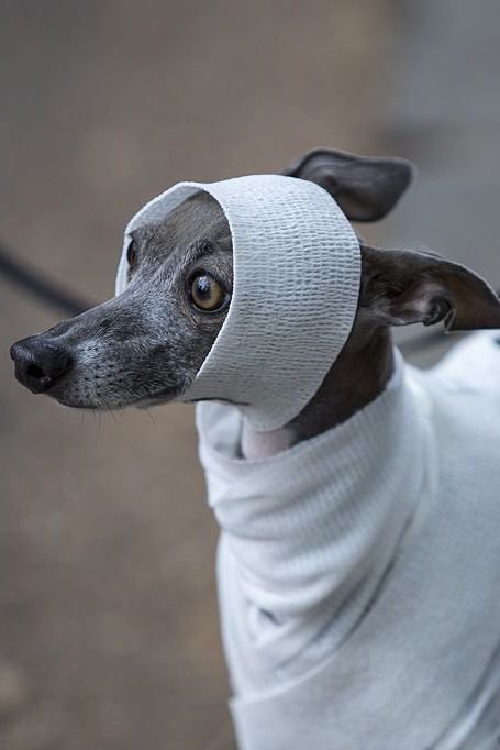 Dog Costumes For Halloween 