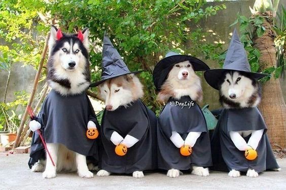 Huskies Who Literally Won Halloween