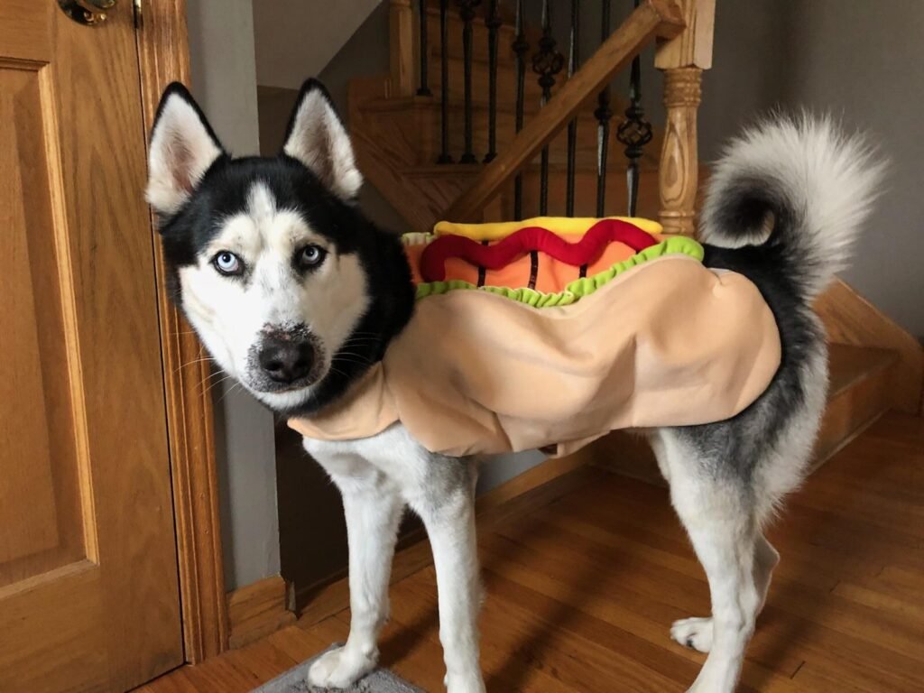 Huskies Who Literally Won Halloween