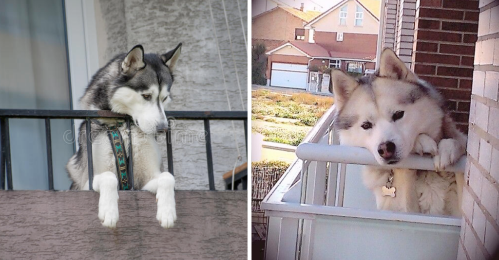 Funny Pics Of Huskies Enjoying Balcony View More Than You Do