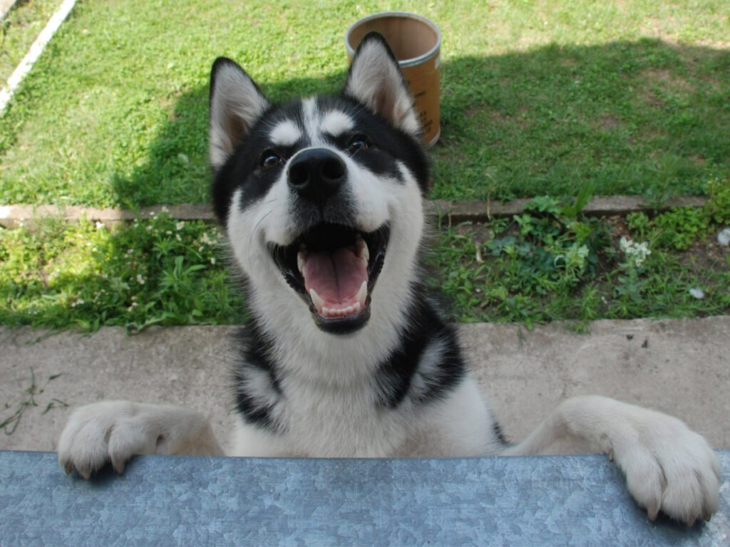 Most Difficult Emotions All Huskies Go Through That Their Owners Must Never Forget