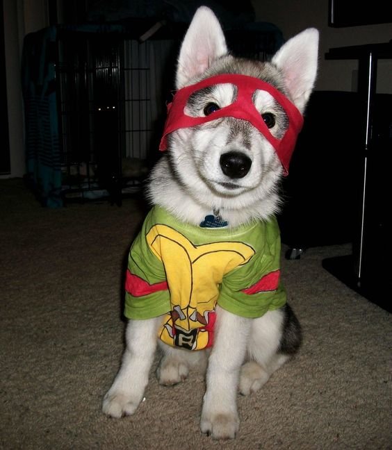 Huskies Who Literally Won Halloween