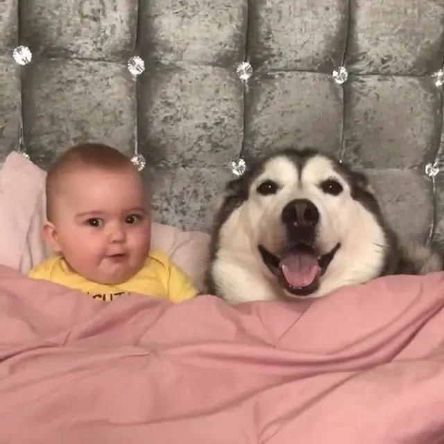huskies love kids 