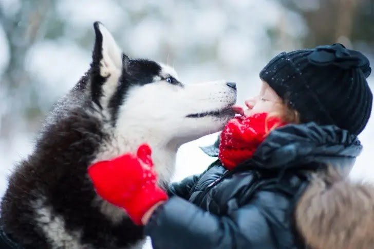 Husky and kids, best friends 