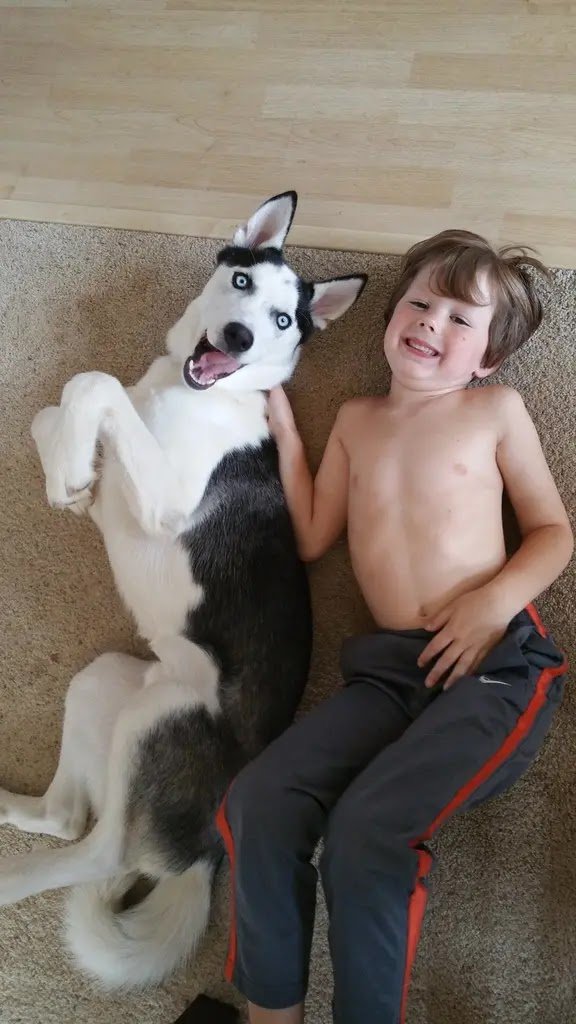 Husky and kids, best friends 