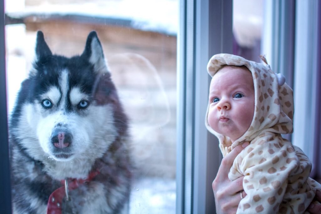 Husky is Better Than Any Babysitter