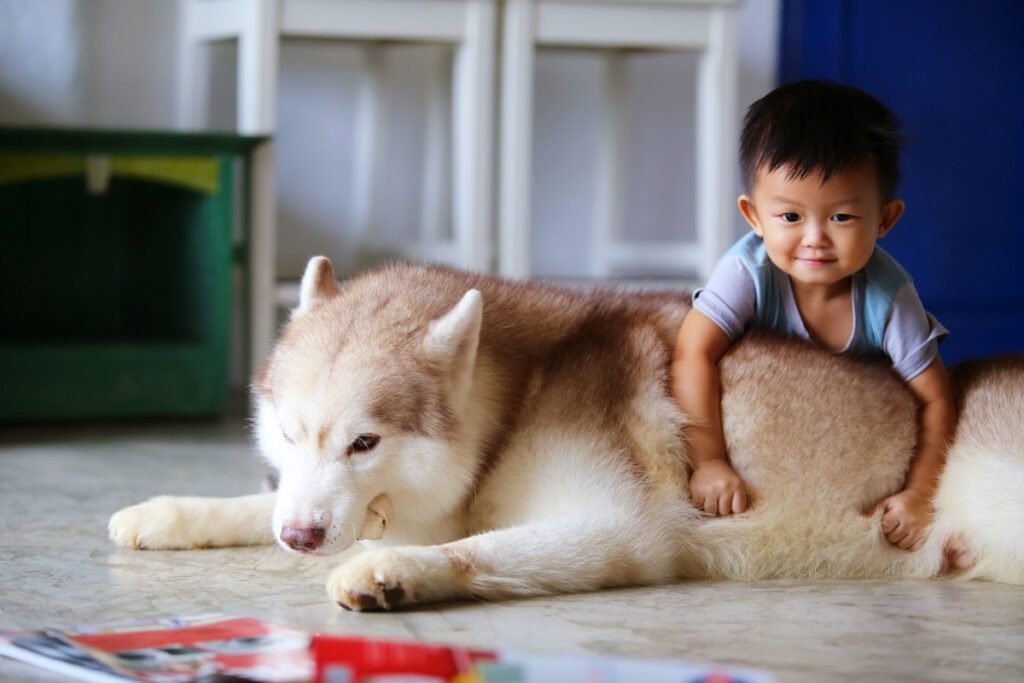 Husky is Better Than Any Babysitter