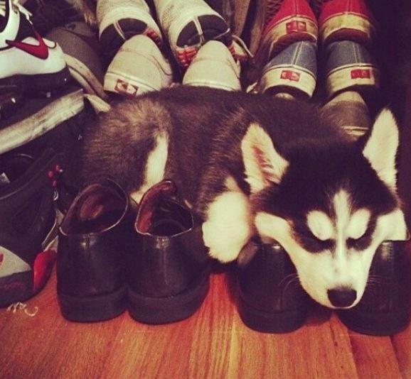 husky style 